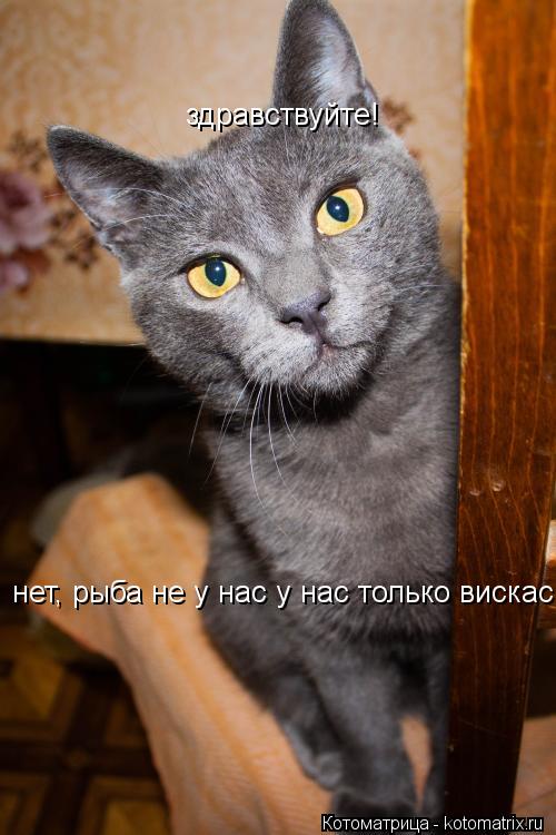 здравствуйте! нет, рыба не у нас у нас только вискас... Котоматрица: здравствуйте! нет, рыба не у нас у нас только вискас