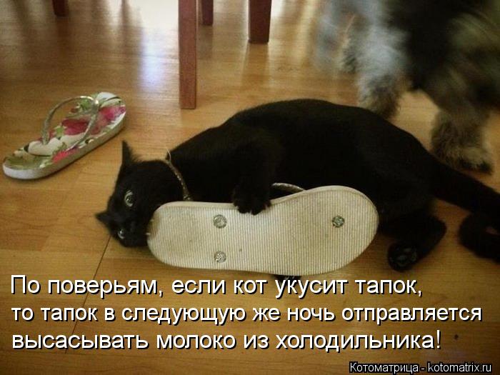 По поверьям, если кот укусит тапок, то тапок в следующую же ночь отправляется высасывать молоко из х... Котоматрица: По поверьям, если кот укусит тапок, то тапок в следующую же ночь отправляется высасывать молоко из холодильника!