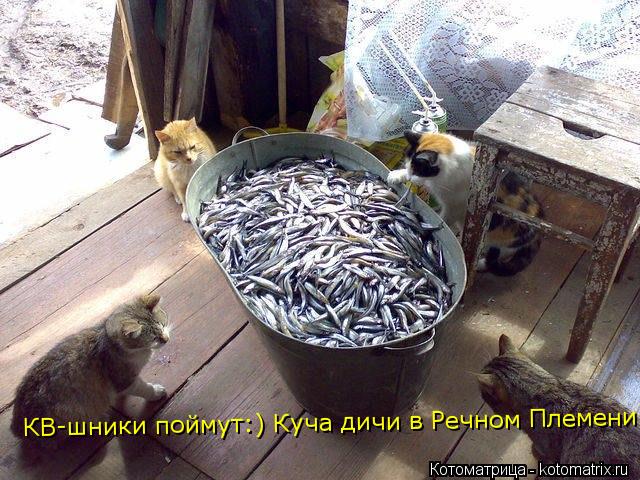 КВ-шники поймут:) Куча дичи в Речном Племени... Котоматрица: КВ-шники поймут:) Куча дичи в Речном Племени