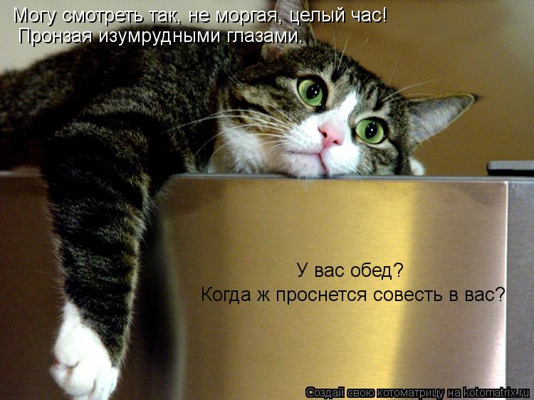 Котоматрица: У вас обед? Когда ж проснется совесть в вас? Могу смотреть так, не моргая, целый час! Пронзая изумрудными глазами. У вас обед? Когда ж проснетс