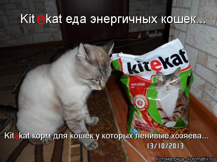 Kit kat еда энергичных кошек... е Kit kat корм для кошек у которых ленивые хозяева... е... Котоматрица: Kit kat еда энергичных кошек... е Kit kat корм для кошек у которых ленивые хозяева... е