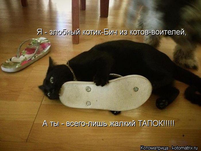 Котоматрица: Я - злобный котик-Бич из котов-воителей, А ты - всего-лишь жалкий ТАПОК!!!!!