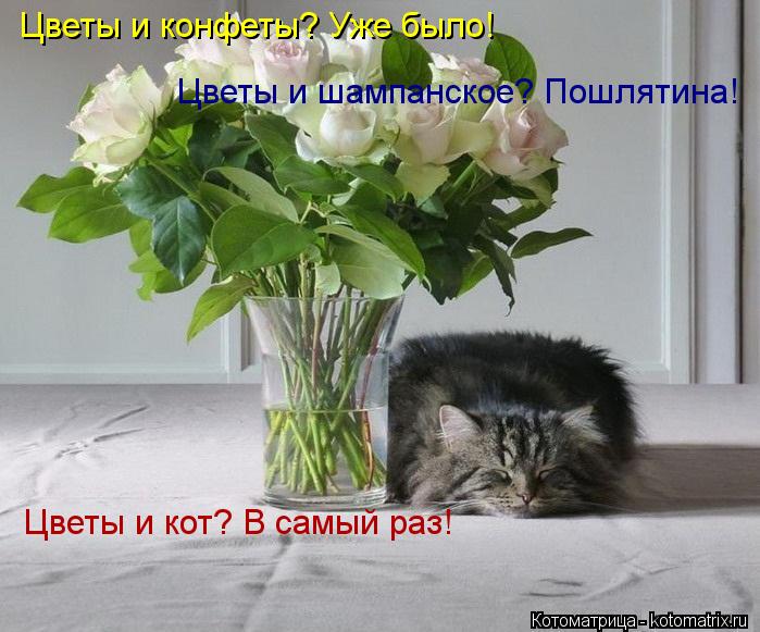 Цветы и конфеты? Уже было! Цветы и кот? В самый раз! Цветы и шампанское? Пошлятина!... Котоматрица: Цветы и конфеты? Уже было! Цветы и кот? В самый раз! Цветы и шампанское? Пошлятина!