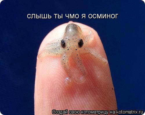 Котоматрица: слышь ты чмо я осминог