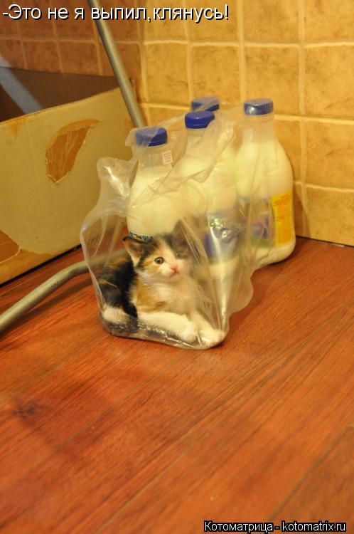 -Это не я выпил,клянусь!... Котоматрица: -Это не я выпил,клянусь!