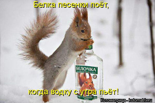 Котоматрица: Белка песенки поёт, когда водку с утра пьёт!