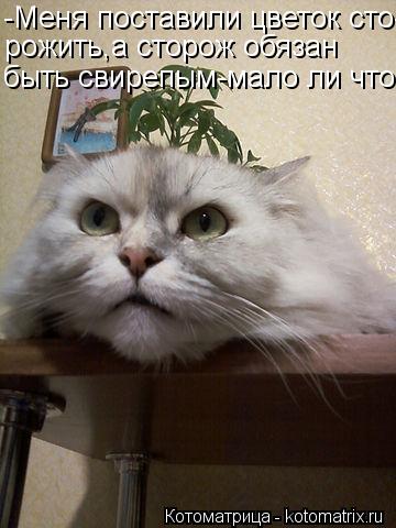 -Меня поставили цветок сто- рожить,а сторож обязан быть свирепым-мало ли что...... Котоматрица: -Меня поставили цветок сто- рожить,а сторож обязан быть свирепым-мало ли что...