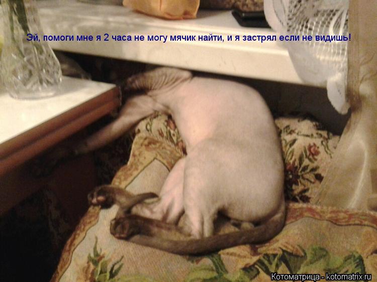 Эй, помоги мне я 2 часа не могу мячик найти, и я застрял если не видишь! Эй, помоги мне я 2 часа не... Котоматрица: Эй, помоги мне я 2 часа не могу мячик найти, и я застрял если не видишь! Эй, помоги мне я 2 часа не могу мячик найти, и я застрял если не видишь!