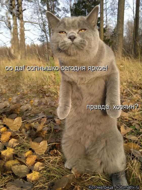 оо да! солнышко сегодня яркое! правда, хозяин?... Котоматрица: оо да! солнышко сегодня яркое! правда, хозяин?