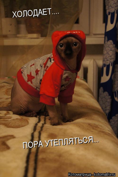 ХОЛОДАЕТ.... ПОРА УТЕПЛЯТЬСЯ...... Котоматрица: ХОЛОДАЕТ.... ПОРА УТЕПЛЯТЬСЯ...