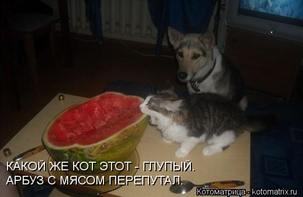 Котоматрица: КАКОЙ ЖЕ КОТ ЭТОТ - ГЛУПЫЙ. АРБУЗ С МЯСОМ ПЕРЕПУТАЛ.