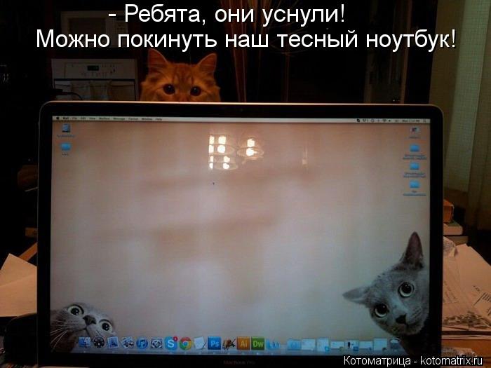 Можно покинуть наш тесный ноутбук! - Ребята, они уснули!... Котоматрица: Можно покинуть наш тесный ноутбук! - Ребята, они уснули!