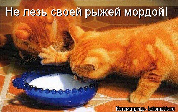 Не лезь своей рыжей мордой!... Котоматрица: Не лезь своей рыжей мордой!