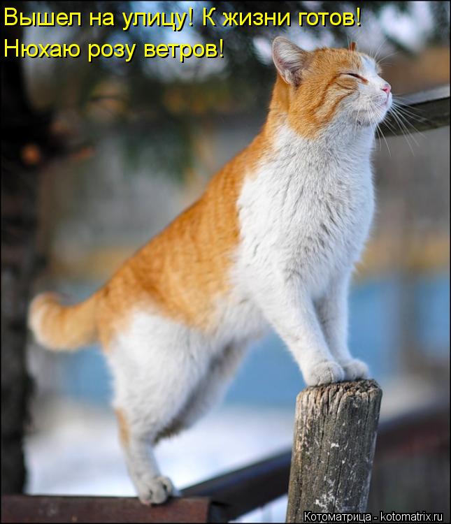 Вышел на улицу! К жизни готов! Нюхаю розу ветров!... Котоматрица: Вышел на улицу! К жизни готов! Нюхаю розу ветров!