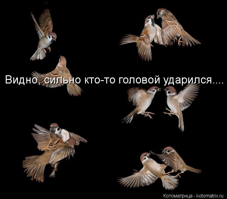 Видно, сильно кто-то головой ударился....... Котоматрица: Видно, сильно кто-то головой ударился....