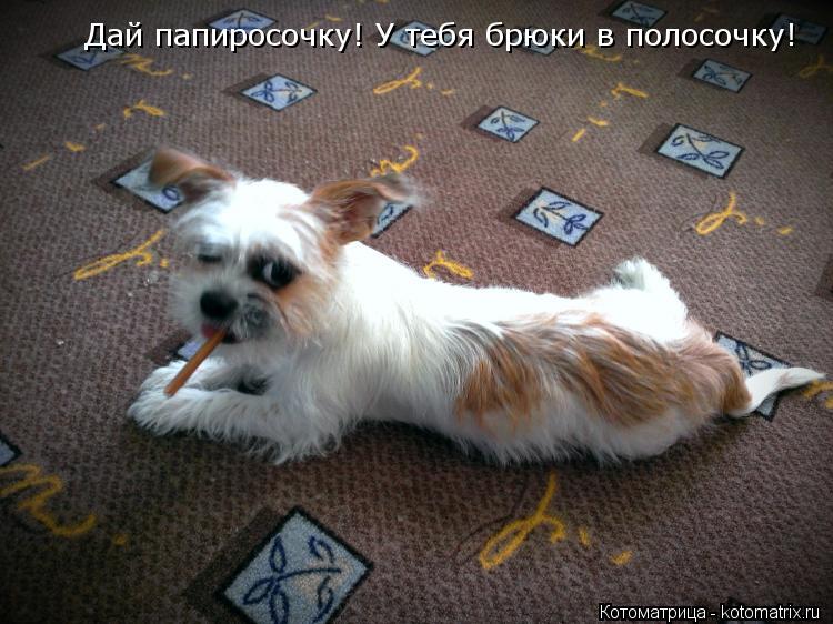 Дай папиросочку! У тебя брюки в полосочку! Дай папиросочку! У тебя брюки в полосочку!... Котоматрица: Дай папиросочку! У тебя брюки в полосочку! Дай папиросочку! У тебя брюки в полосочку!
