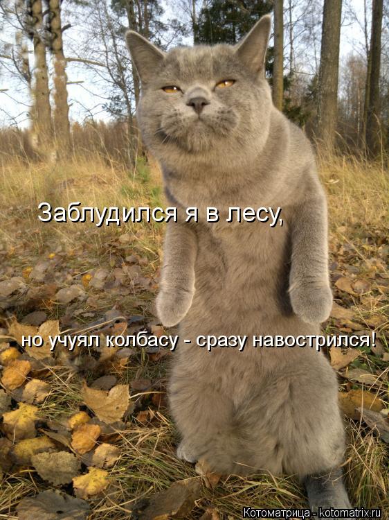 Заблудился я в лесу, но учуял колбасу - сразу навострился!... Котоматрица: Заблудился я в лесу, но учуял колбасу - сразу навострился!