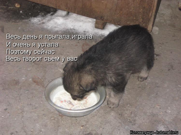 Котоматрица: Весь день я прыгала,играла И очень я устала Поэтому сейчас Весь творог съем у вас