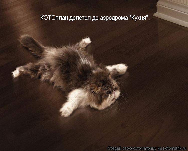 КОТОплан долетел до аэродрома "Кухня".... Котоматрица: КОТОплан долетел до аэродрома "Кухня".