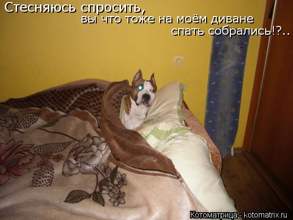 Стесняюсь спросить, вы что тоже на моём диване спать собрались!?..... Котоматрица: Стесняюсь спросить, вы что тоже на моём диване спать собрались!?..