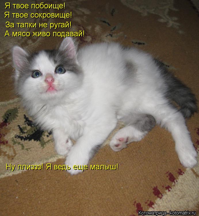 Я твое сокровище! За тапки не ругай! А мясо живо подавай! Я твое побоище! Ну плиззз! Я ведь еще малыш... Котоматрица: Я твое сокровище! За тапки не ругай! А мясо живо подавай! Я твое побоище! Ну плиззз! Я ведь еще малыш!