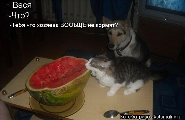 Котоматрица: Вася - - -Что? -Тебя что хозяева ВООБЩЕ не кормят?