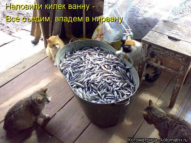 Наловили килек ванну - Всё съедим, впадем в нирвану... Котоматрица: Наловили килек ванну - Всё съедим, впадем в нирвану