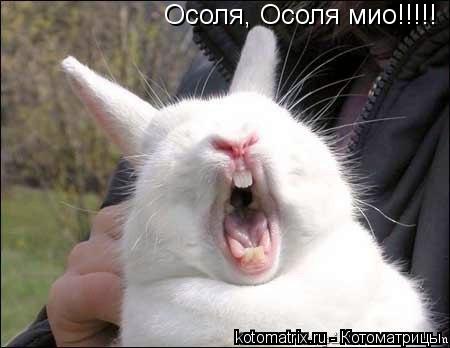 Осоля, Осоля мио!!!!!... Котоматрица: Осоля, Осоля мио!!!!!
