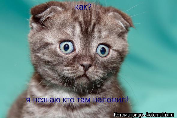 как? я незнаю кто там наложил!... Котоматрица: как? я незнаю кто там наложил!