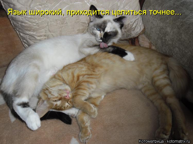 Язык широкий, приходится целиться точнее...... Котоматрица: Язык широкий, приходится целиться точнее...