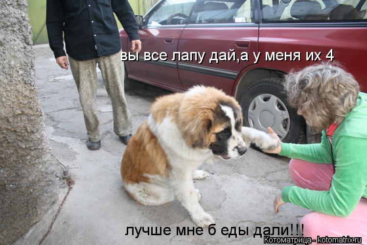 Котоматрица: вы все лапу дай,а у меня их 4 лучше мне б еды дали!!!