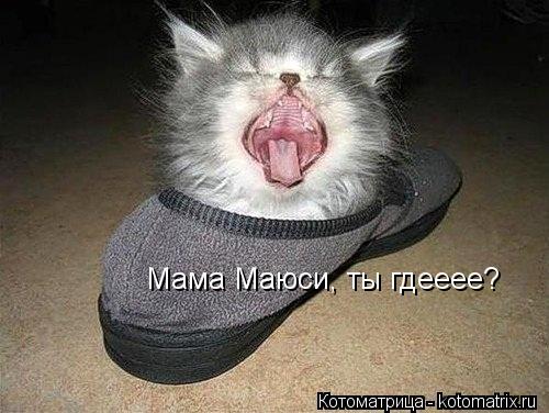 Мама Маюси, ты гдееее?... Котоматрица: Мама Маюси, ты гдееее?