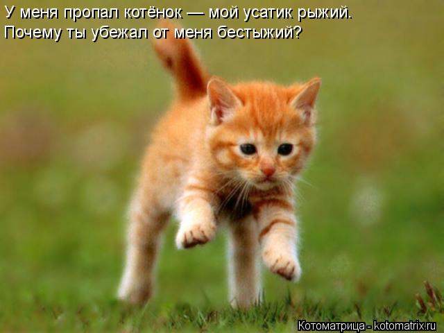 У меня пропал котёнок — мой усатик рыжий. Почему ты убежал от меня бестыжий?... Котоматрица: У меня пропал котёнок — мой усатик рыжий. Почему ты убежал от меня бестыжий?