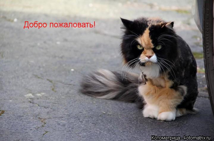 Добро пожаловать!... Котоматрица: Добро пожаловать!