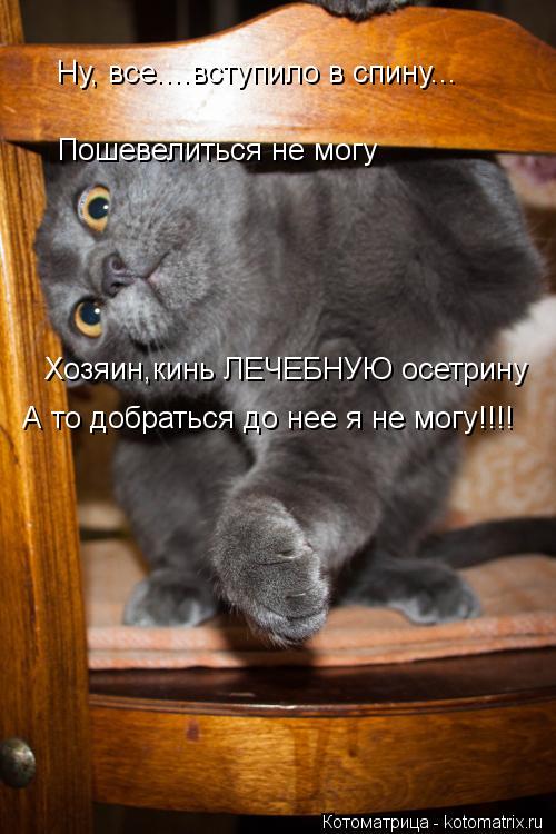 Ну, все....вступило в спину... Пошевелиться не могу Хозяин,кинь ЛЕЧЕБНУЮ осетрину А то добраться до н... Котоматрица: Ну, все....вступило в спину... Пошевелиться не могу Хозяин,кинь ЛЕЧЕБНУЮ осетрину А то добраться до нее я не могу!!!!