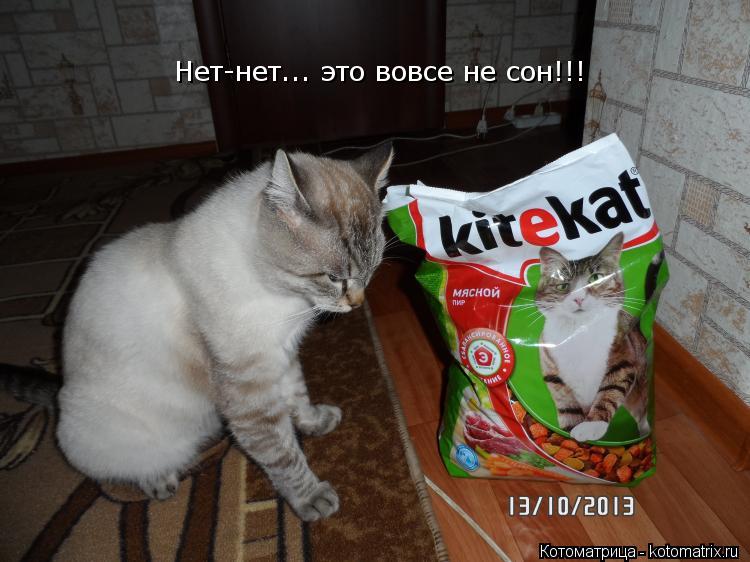 Нет-нет... это вовсе не сон!!!... Котоматрица: Нет-нет... это вовсе не сон!!!