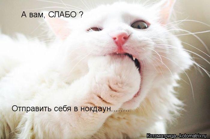 А вам, СЛАБО ? Отправить себя в нокдаун........... Котоматрица: А вам, СЛАБО ? Отправить себя в нокдаун........
