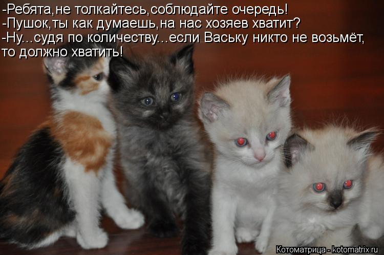 -Ребята,не толкайтесь,соблюдайте очередь! -Пушок,ты как думаешь,на нас хозяев хватит? -Ну...судя по к... Котоматрица: -Ребята,не толкайтесь,соблюдайте очередь! -Пушок,ты как думаешь,на нас хозяев хватит? -Ну...судя по количеству...если Ваську никто не возьмёт,