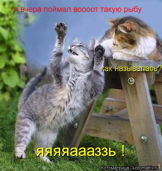 я вчера поймал воооот такую рыбу как называлась? яяяяаааззь !... Котоматрица: я вчера поймал воооот такую рыбу как называлась? яяяяаааззь !