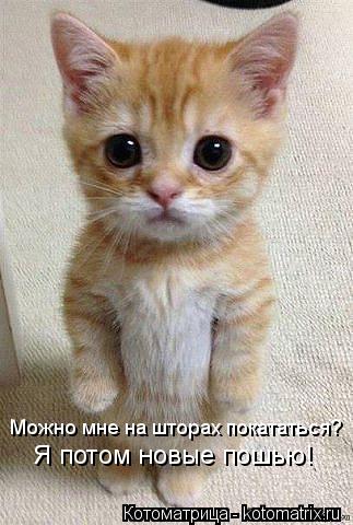 Можно мне на шторах покататься? Я потом новые пошью!... Котоматрица: Можно мне на шторах покататься? Я потом новые пошью!