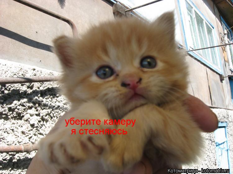Котоматрица: уберите камеру уберите камеру я стесняюсь