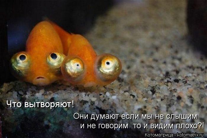 Что вытворяют! Они думают если мы не слышим и не говорим то и видим плохо?!... Котоматрица: Что вытворяют! Они думают если мы не слышим и не говорим то и видим плохо?!