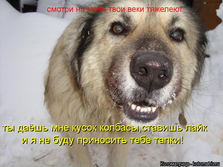 смотри на меня,твои веки тяжелеют ты даёшь мне кусок колбасы ты даёшь мне кусок колбасы,ставишь лайк... Котоматрица: смотри на меня,твои веки тяжелеют ты даёшь мне кусок колбасы ты даёшь мне кусок колбасы,ставишь лайк и я не буду приносить тебе тапки!