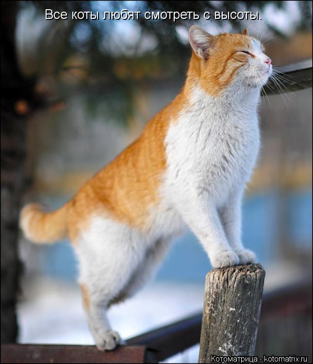 Все коты любят смотреть с высоты.... Котоматрица: Все коты любят смотреть с высоты.