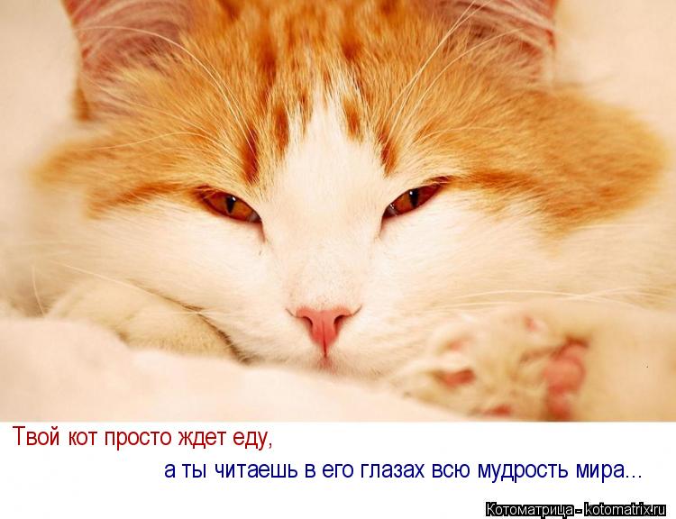 Твой кот просто ждет еду, а ты читаешь в его глазах всю мудрость мира...... Котоматрица: Твой кот просто ждет еду, а ты читаешь в его глазах всю мудрость мира...