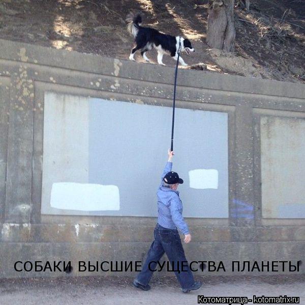 Котоматрица: СОБАКИ ВЫСШИЕ СУЩЕСТВА ПЛАНЕТЫ
