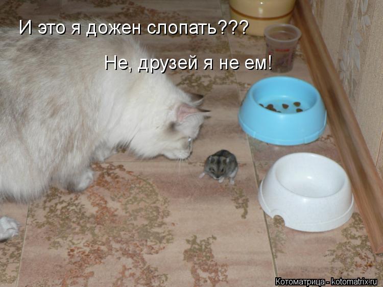 И это я дожен слопать??? Не, друзей я не ем!... Котоматрица: И это я дожен слопать??? Не, друзей я не ем!