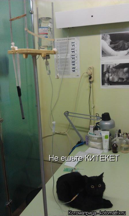 Не ешьте КИТЕКЕТ... Котоматрица: Не ешьте КИТЕКЕТ