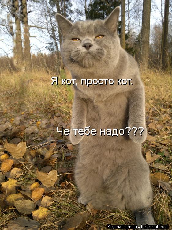 Я кот, просто кот. Че тебе надо???... Котоматрица: Я кот, просто кот. Че тебе надо???