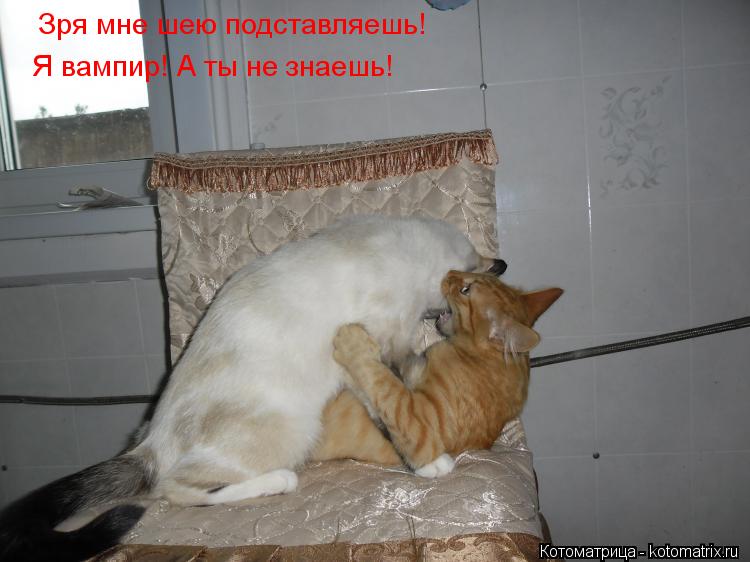 Зря мне шею подставляешь! Я вампир! А ты не знаешь!... Котоматрица: Зря мне шею подставляешь! Я вампир! А ты не знаешь!